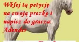 NewFoundland pony Howrse