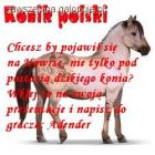 Konik Polski Howrse