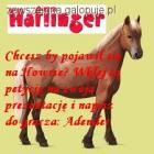 Haflinger Howrse