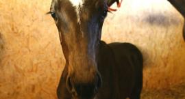 Fotka nr 0 z 3