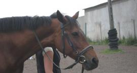 Fotka nr 0 z 15