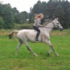 Galop po łące 