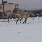 Piękny, dziki galop 