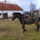 zdjęcie nr 25