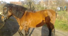 palenia... zagadka czy trop
