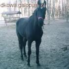 Gwiazdka