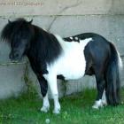 kuc (pony)
