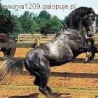 zdjęcie nr 13