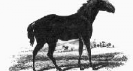 Szkic tarpana z 1841r.