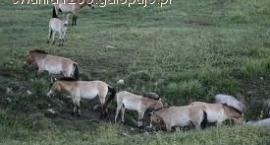 Stada koni Przewalskiego wyhodowane w ogrodach zoologicznych przenosi się ostatnio do...