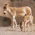Onager