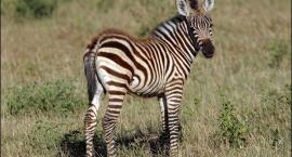 Zebra Burchellego