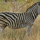 zebra górska