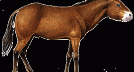 Meryhippus