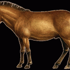 Pliohippus