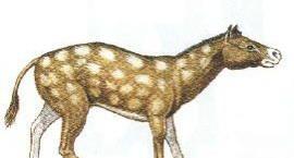 Eohippus