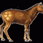 Mesohippus
