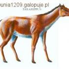 Parahippus