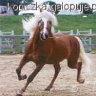 Fotka nr 2 z 3