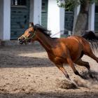 I boczny galop!!!
