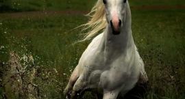 Konik;*