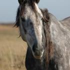 www.pegasus.org.pl/konie