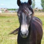 www.pegasus.org.pl/konie