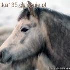 Fotka nr 2 z 8