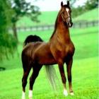 American SaddleBred