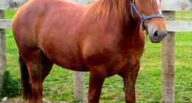 Suffolk Punch
