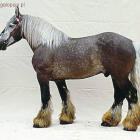 Poitevin