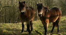 Kuce exmoor