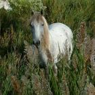Koń camargue 