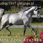 Fotka nr 5 z 6