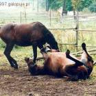 zdjęcie nr 9