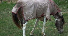 Derka