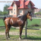 zdjęcie nr 8