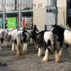 zdjęcie nr 8