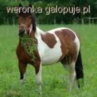 zdjęcie nr 7