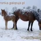 zdjęcie nr 9