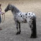 zdjęcie nr 7