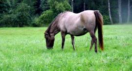 Konik Polski