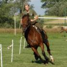 Radek i Dżamangar