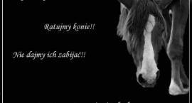 ' GDYBY KONIE MIAŁY SWOJĄ RELIGIĘ CZŁOWIEK BYŁBY DLA NICH SZATANEM..!