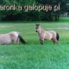 zdjęcie nr 9