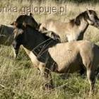 Fotka nr 5 z 9