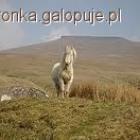 Fotka nr 1 z 6