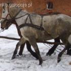 U poprzedniego właściciela .