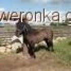 Fotka nr 2 z 5