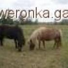 Fotka nr 4 z 5